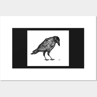 Inquisitive Crow Posters and Art